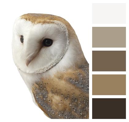 Animal Barn Owl Bird Image